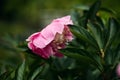 Beautiful gently pink peony flower on a background of dark green leaves. summer blooming garden at dusk, selective focus Royalty Free Stock Photo