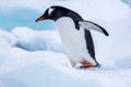 Beautiful gentoo penguin walking on snow in Antarctica Royalty Free Stock Photo