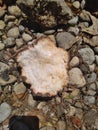 Beautiful Geode rock Royalty Free Stock Photo