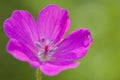 Beautiful geranium Royalty Free Stock Photo