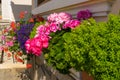 Beautiful geranium flower arangement - uncut flowers planted in pots Royalty Free Stock Photo