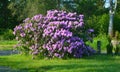 Beautiful geranium flower