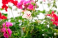 Beautiful geranium flower Royalty Free Stock Photo