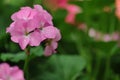 Beautiful geranium flowers Royalty Free Stock Photo