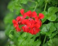 Beautiful geranium flowers