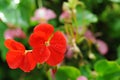 Beautiful geranium flowers