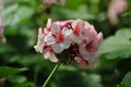 Beautiful geranium flowers with blur background Royalty Free Stock Photo