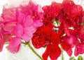 Beautiful geranium flowers, frozen in clear ice