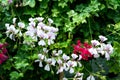 Beautiful geranium flowers in the garden Palargonium sp. GERANIACEAE