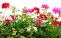 Beautiful geranium flowers Royalty Free Stock Photo