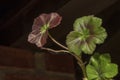 Beautiful geranium leaf, on dark background; Royalty Free Stock Photo