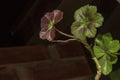 Beautiful geranium leaf, on dark background; Royalty Free Stock Photo