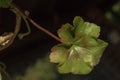 Beautiful geranium leaf, on dark background Royalty Free Stock Photo