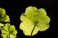 Beautiful geranium leaf shining in backlight against dark background Royalty Free Stock Photo