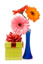 Beautiful gerber flowers in blue vase Royalty Free Stock Photo