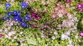 Beautiful gerbera daisy colors flowers background Royalty Free Stock Photo