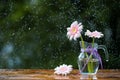 Beautiful Gerbera daisy flowers in jug on wooden table outdoors under the rain with droplets Royalty Free Stock Photo