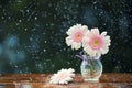 Beautiful Gerbera daisy flowers in vase on wooden table outdoors under the rain, vintage filter Royalty Free Stock Photo