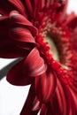 Beautiful Gerbera Daisy Royalty Free Stock Photo