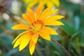 Beautiful gerbera with dew drops. Shallow depth of field. Focus on the flower Royalty Free Stock Photo