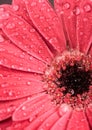 Beautiful gerbera flower