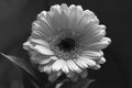 Gerbera Flower in a Closeup Photo Royalty Free Stock Photo