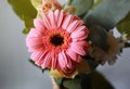 Beautiful gerbera flower decoration Royalty Free Stock Photo