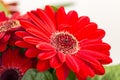 Beautiful gerbera flower with its red petals and its center with red and yellow touches