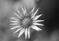 Beautiful gerbera flower photographed from above - black and white