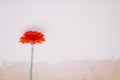 Beautiful gerbera flower on white background. March 8, birthday, wedding, Easter concept. Mockup greeting card with place for text