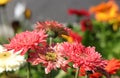 Beautiful Gerbera flowers is blooming in the garden. Blooming Gerbera Royalty Free Stock Photo