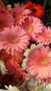 Beautiful gerbera flowers with a blush color are in the garden Royalty Free Stock Photo