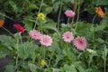 Beautiful gerbera flowers in the garden Royalty Free Stock Photo