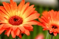 Beautiful Gerbera flowers in the garden Royalty Free Stock Photo