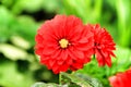 Beautiful Gerbera flowers in the garden Royalty Free Stock Photo