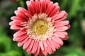 Beautiful Gerbera flowers in the garden Royalty Free Stock Photo