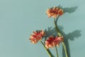 Beautiful gerbera flowers with sunlight shadows on turquoise background, floral minimalist greeting card