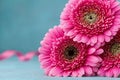 Beautiful pink gerbera flowers on turquoise table. Greeting card for Birthday, Woman or Mothers Day. Royalty Free Stock Photo