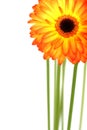 Beautiful gerberas Royalty Free Stock Photo