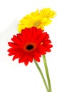 Beautiful gerberas Royalty Free Stock Photo