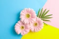 Beautiful gerberas on three tone background Royalty Free Stock Photo