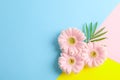Beautiful gerberas on three tone background Royalty Free Stock Photo