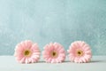Beautiful gerberas on white table against grey background