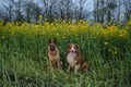 Charming purebred dogs in blooming yellow field in flowers spring. Best friends on walk. Front view. Beautiful German