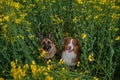 Charming purebred dogs in blooming yellow field in flowers spring. Best friends on walk. Top view. Beautiful German and