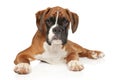 Beautiful German Boxer puppy on white background Royalty Free Stock Photo