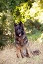 A beautiful German Shepard dog sitting in a forest