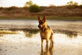 A beautiful German Shepard dog standing at the edge of a lake.