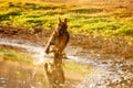 A beautiful German Shepard running at the edge of a lake.