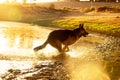 A beautiful German Shepard running into a lake. A silhouette